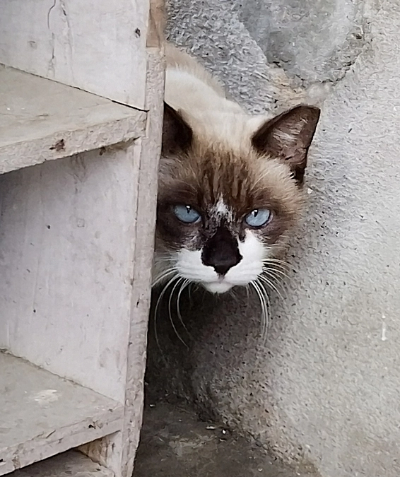 【２０２３年の猫餌まき散らかし事件の結果報告】