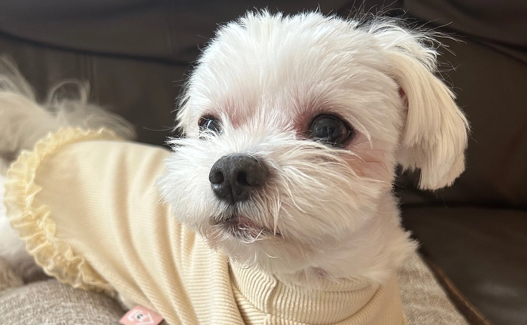 トワへのご支援1(リターン不要)+システム利用料