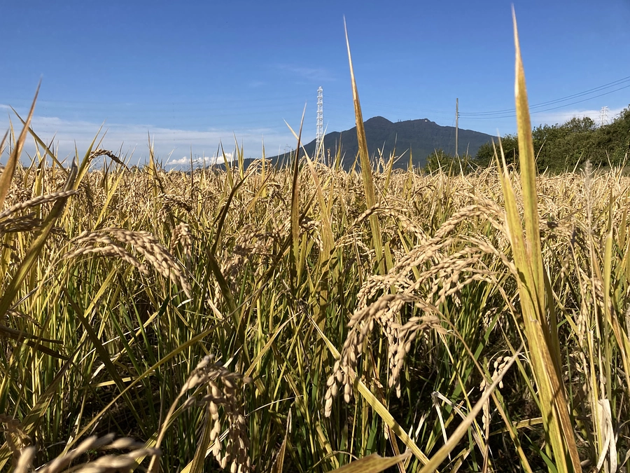 二十四節気 寒露、七十二候 蟋蟀在戸(きりぎりすとにあり)から霜始降(しもはじめてふる)へ