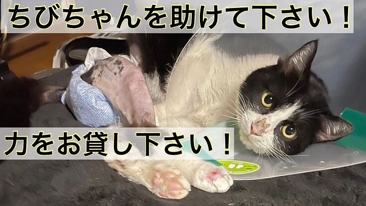 交通事故に遭遇、猫のちびちゃんに手術治療費のご協力をお願いします。