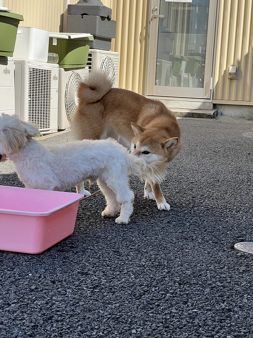 日陰にドックランを作りたい！！