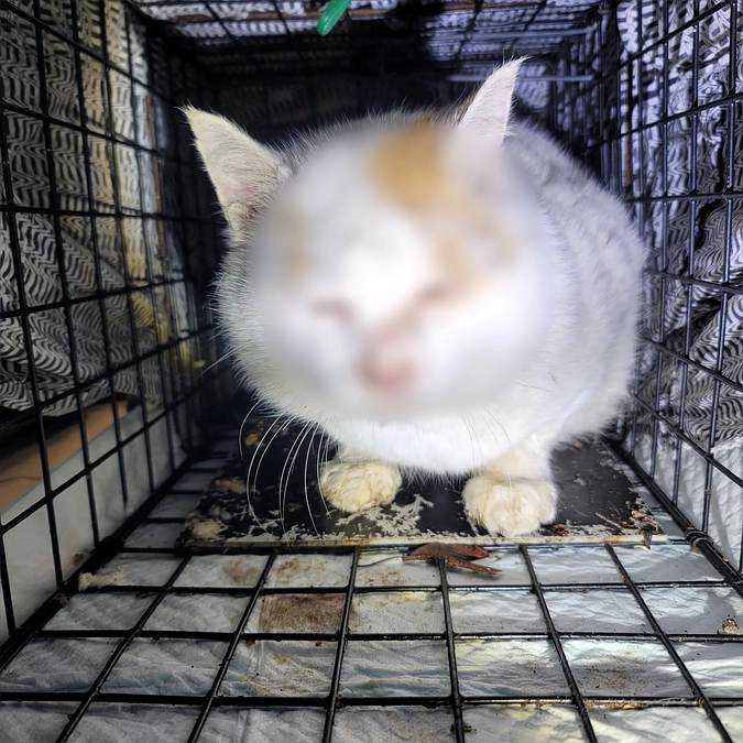 第３回TNR　先に手術したオス２匹のリターン