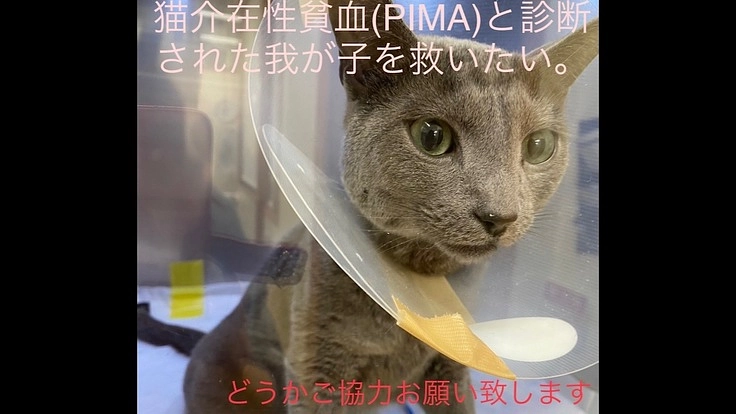 難病と闘う猫免疫介在性貧血(PIMA)の治療費の援助をお願いします