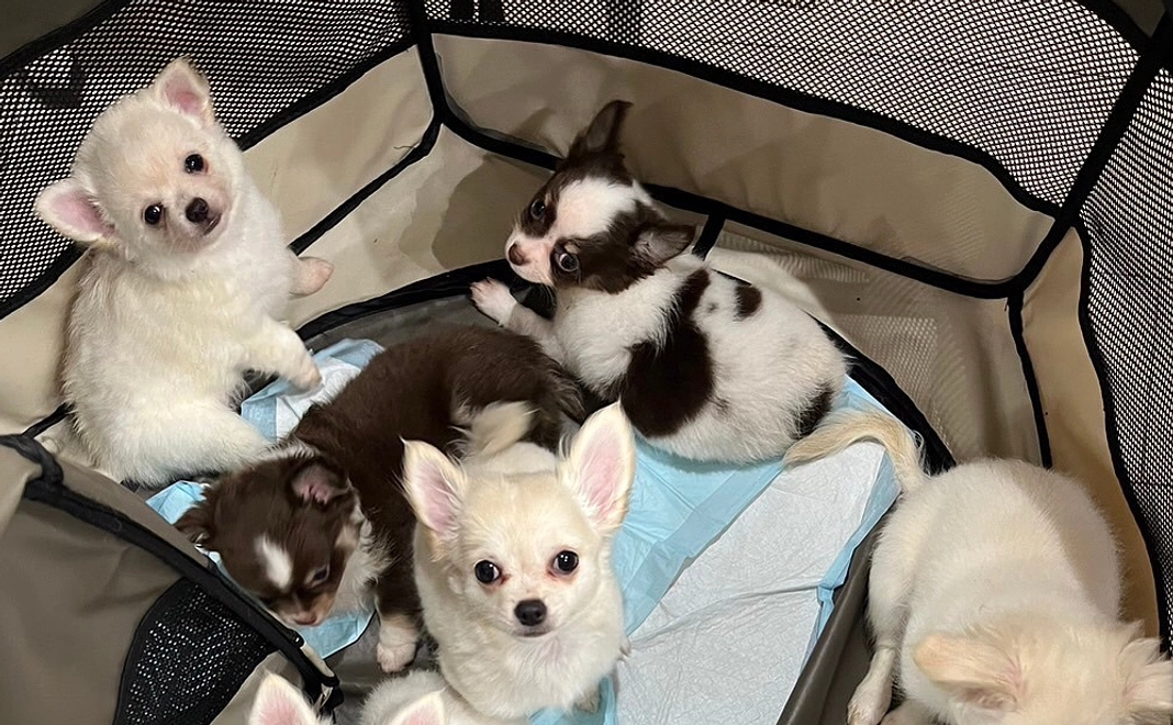 毎月応援５０００円コース