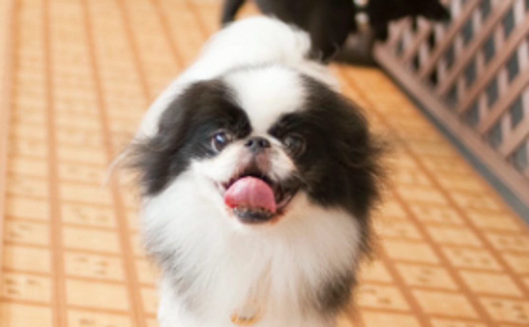 ぐらんわん！最新号（2018年10月号）とお礼のメッセージ