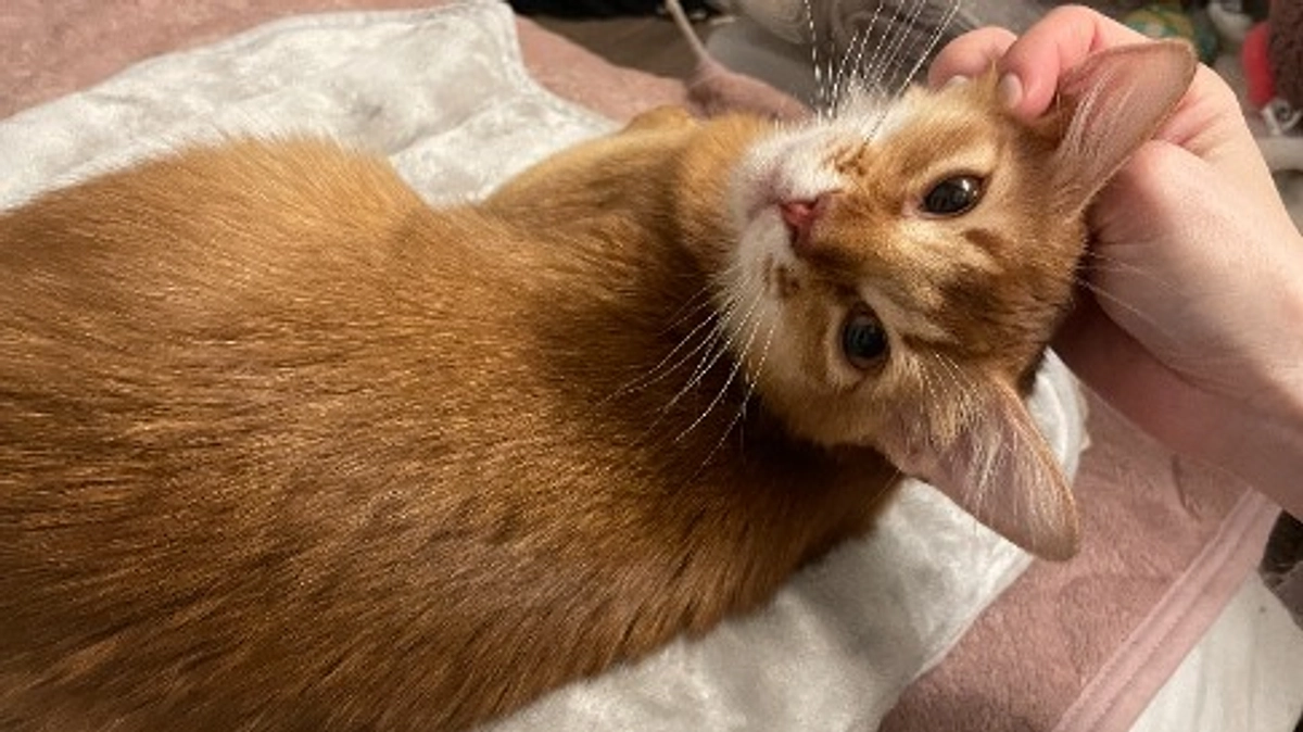 経過観察12日目　検査に行ってきました