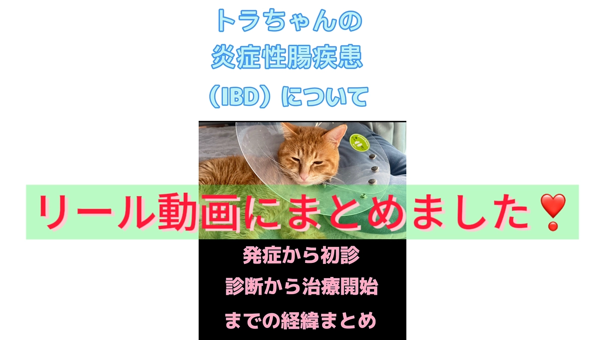 猫の炎症性腸疾患（IBD）についてリール動画にまとめました🙇‍♂️