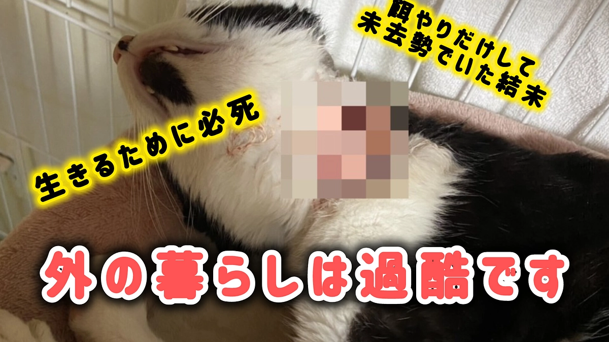 餌をもらえても生き抜くことは過酷な外猫たち