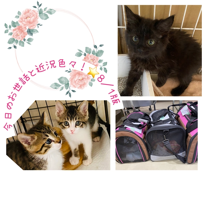 今日のお世話と近況色々！⭐️8／1版