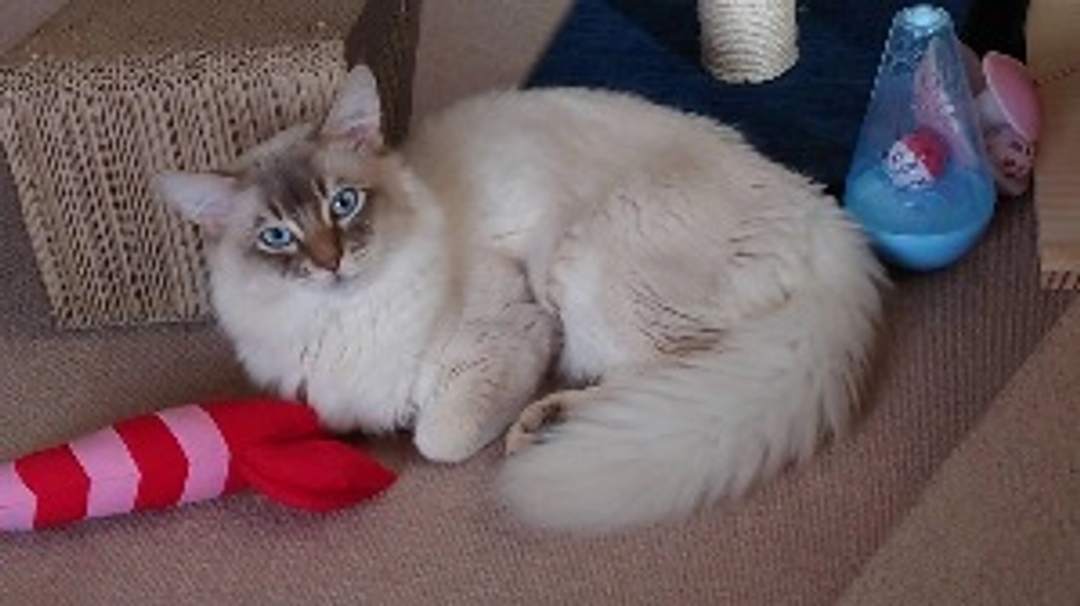 代理支援、反映致しました。