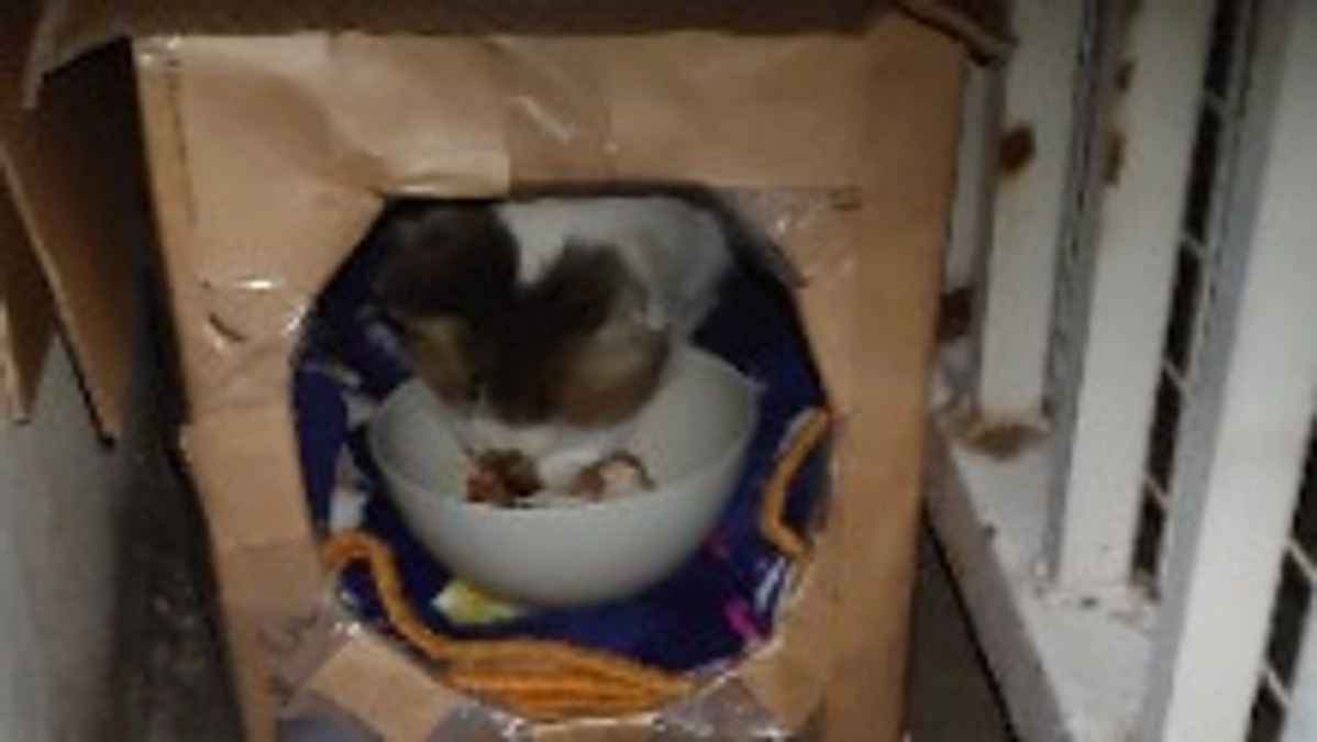 公園猫　ツキちゃん