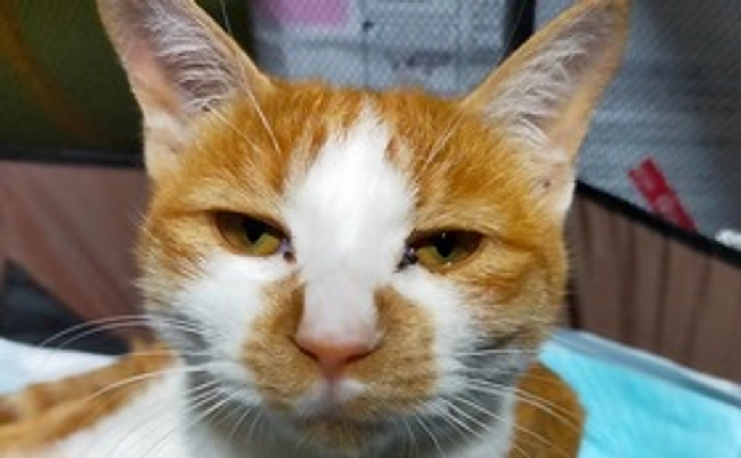 感謝のメール 経過報告 写真