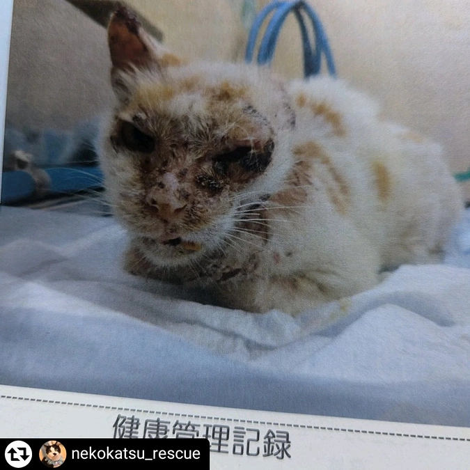 2025年8月19日は３頭の猫をセンターから引き出しました。