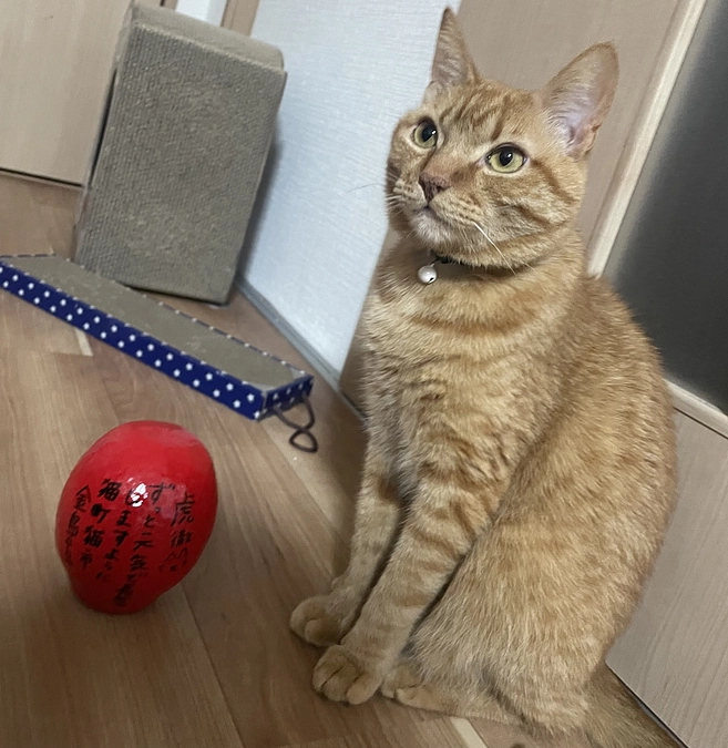 本日からクラファンサイト公開🐯しました