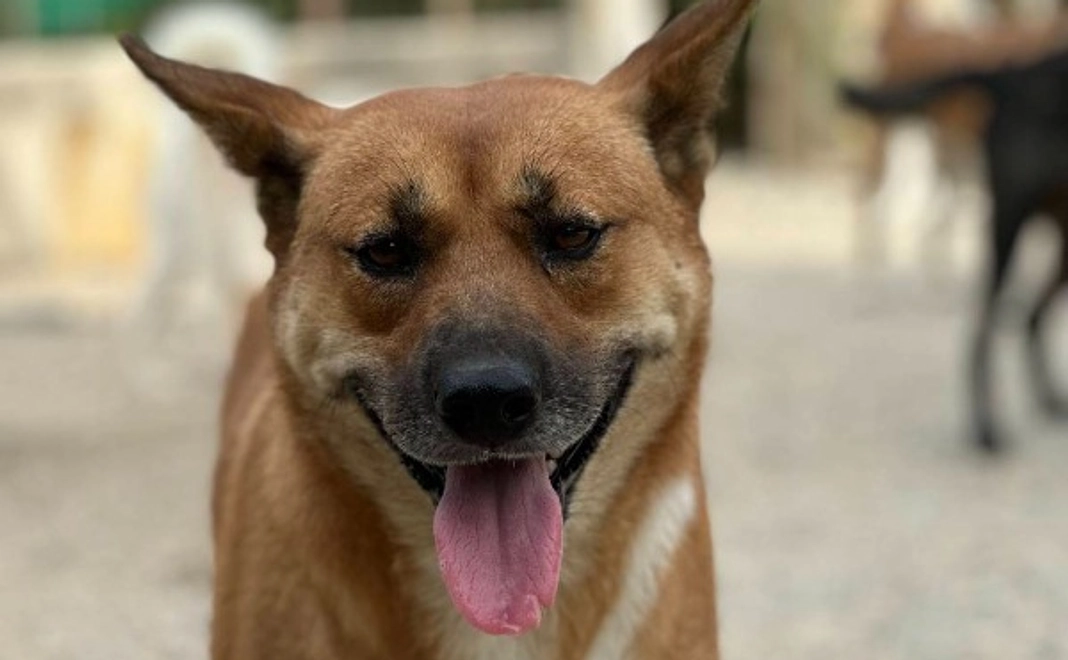 全力応援コース|1万円