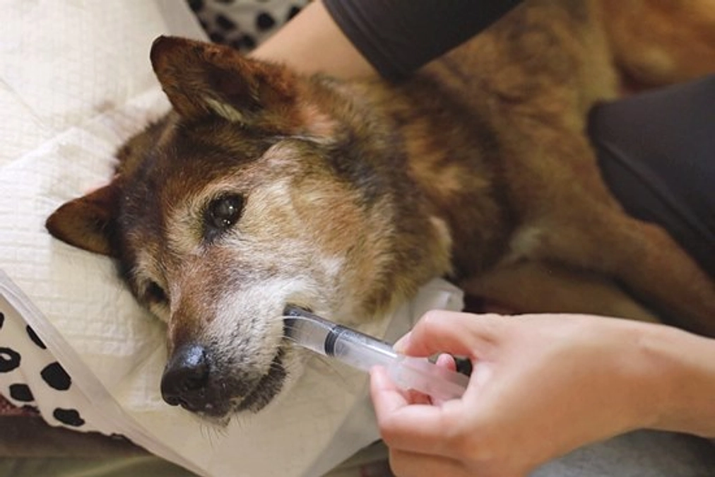 自力で歩けるようになった15歳の老犬「ファン」