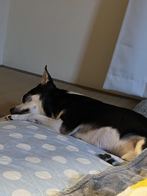 今のジェノさん