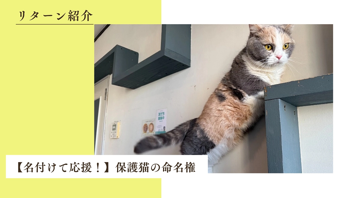 【名付けて応援！】保護猫の命名権のご紹介