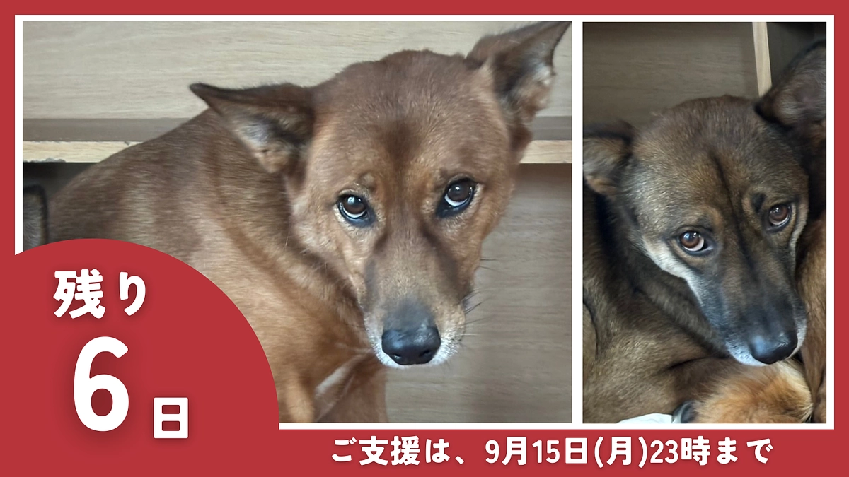 【残り6日】オーナー｜竹内 かをる 様からの応援メッセージのご紹介です。