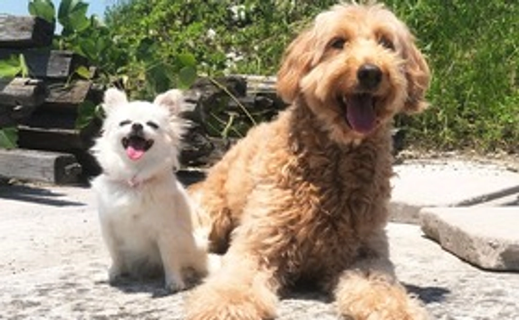 3千円：応援コース