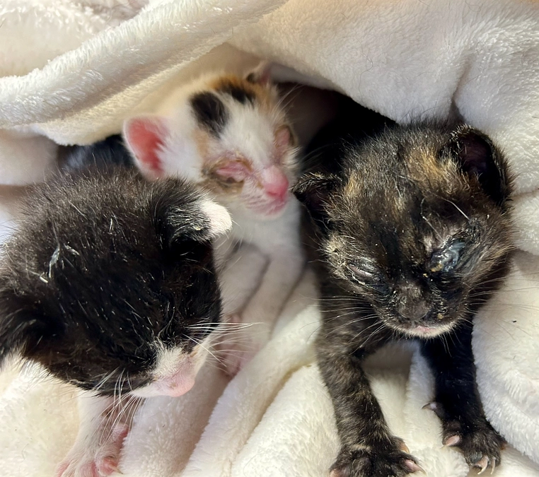 子猫たちの保護が子供達への命の学習へ