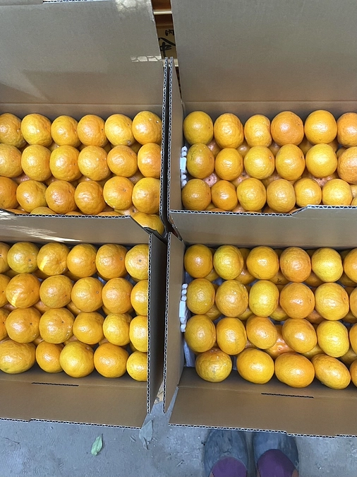 返礼品の仲屋海瀬農園のみかんを発送しまた！