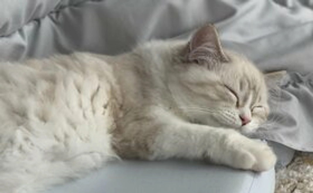 わた全額応援コース(1000円)