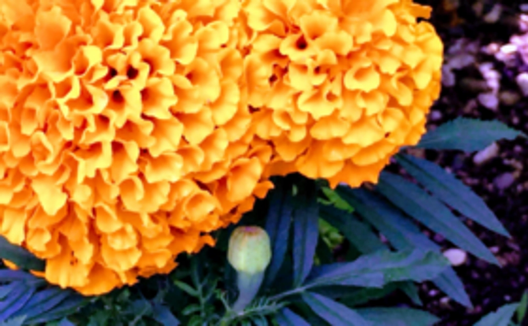 会員制ブログでの情報発信をします