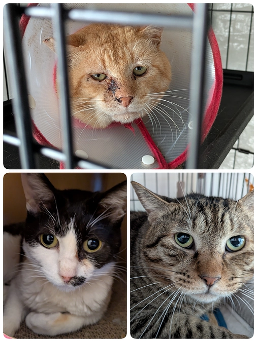 3匹の医療について