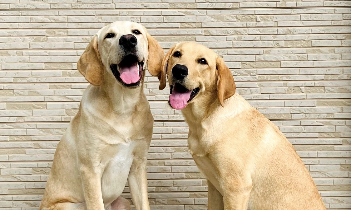 お礼メッセージ：開始３日目で30%を達成しました