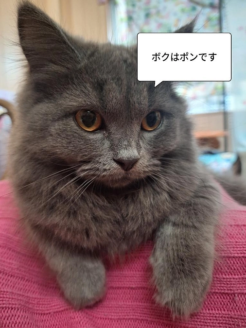 今日のお薬も終わり投薬もあと９日☘️