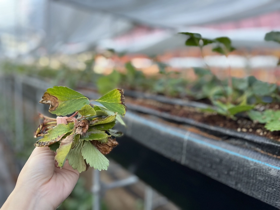 【活動報告⑳】いちごのメンテナンスを行っています