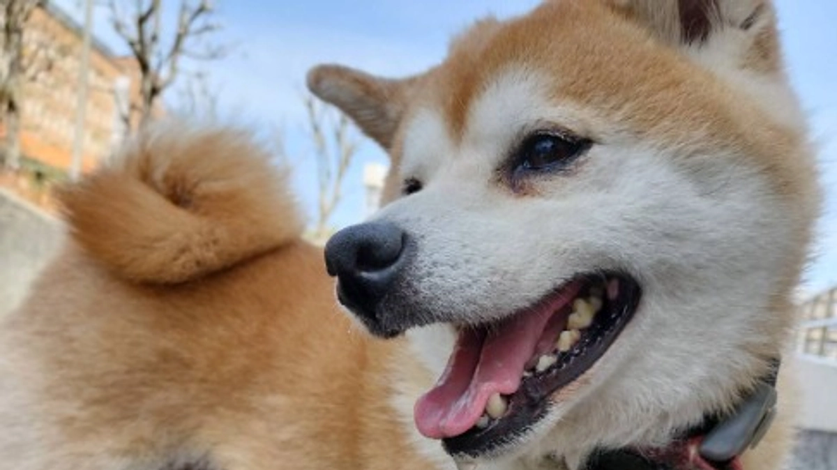 町田さくらまつりへお散歩に行きました！