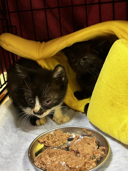 今日も新入りさんがやってきました