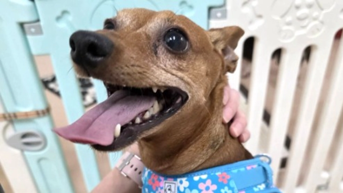 第一目標達成まで90％超えました！ありがとうございます！！名前決まりました！