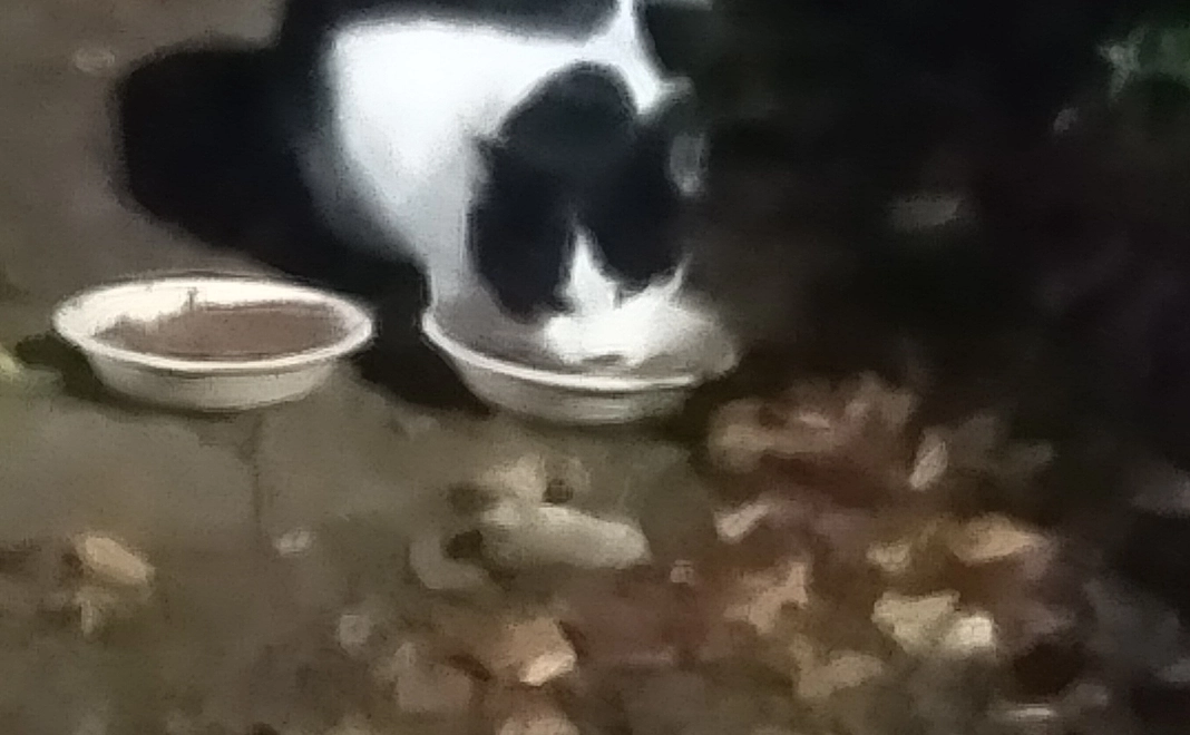 お気持ちコース