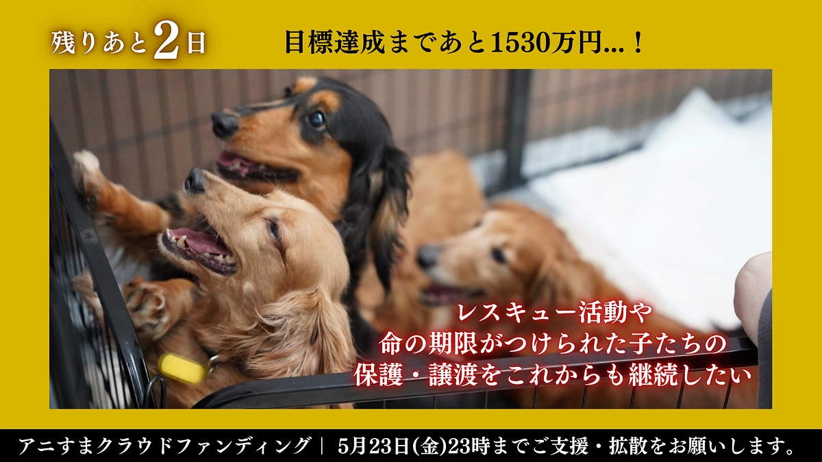 【残り2日】様々な背景を持つ保護犬猫たちが安心して新しい家族と出会える場所を