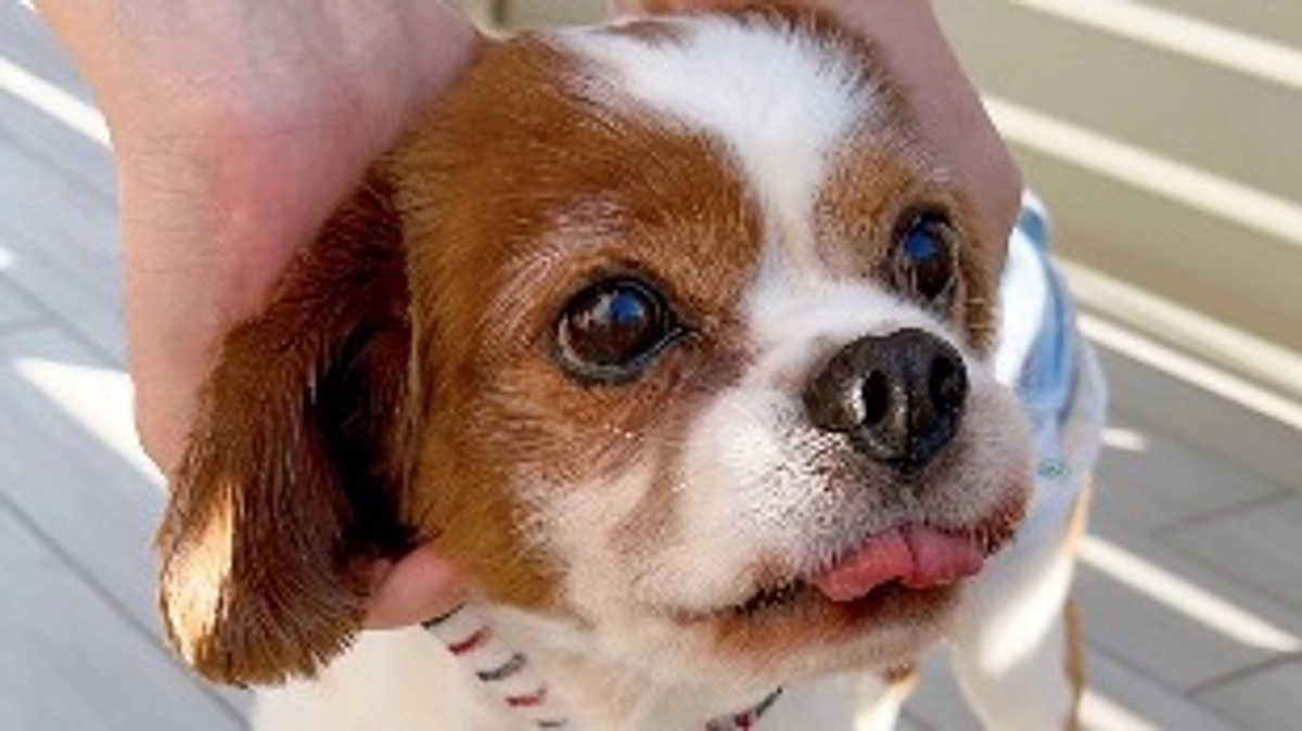 皆様のお陰で無事プロジェクト成立となりました✨