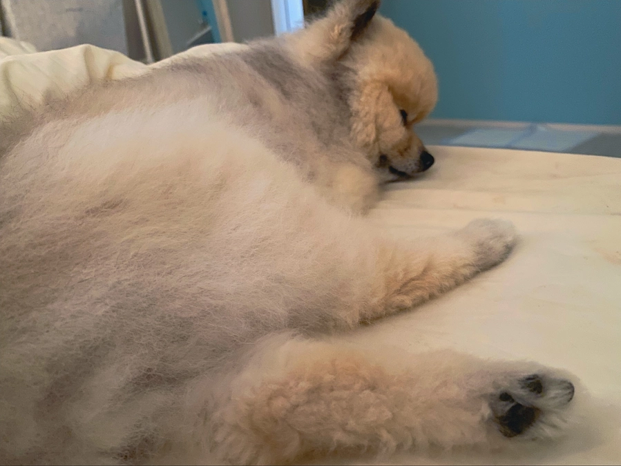 クラウドファンディング10日目です。