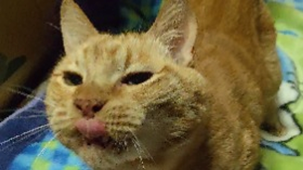 【残り12日】ある日のフェアリーハウス