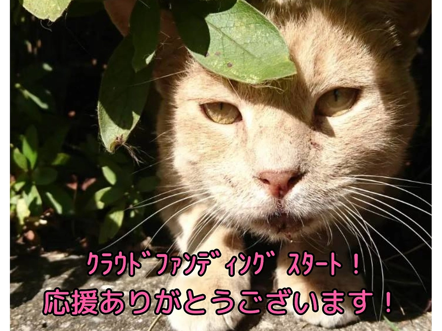 クラウドファンディングスタートしました！