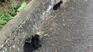 これ以上可愛そうな野良猫を増やさないための不妊手術TNR のトップ画像