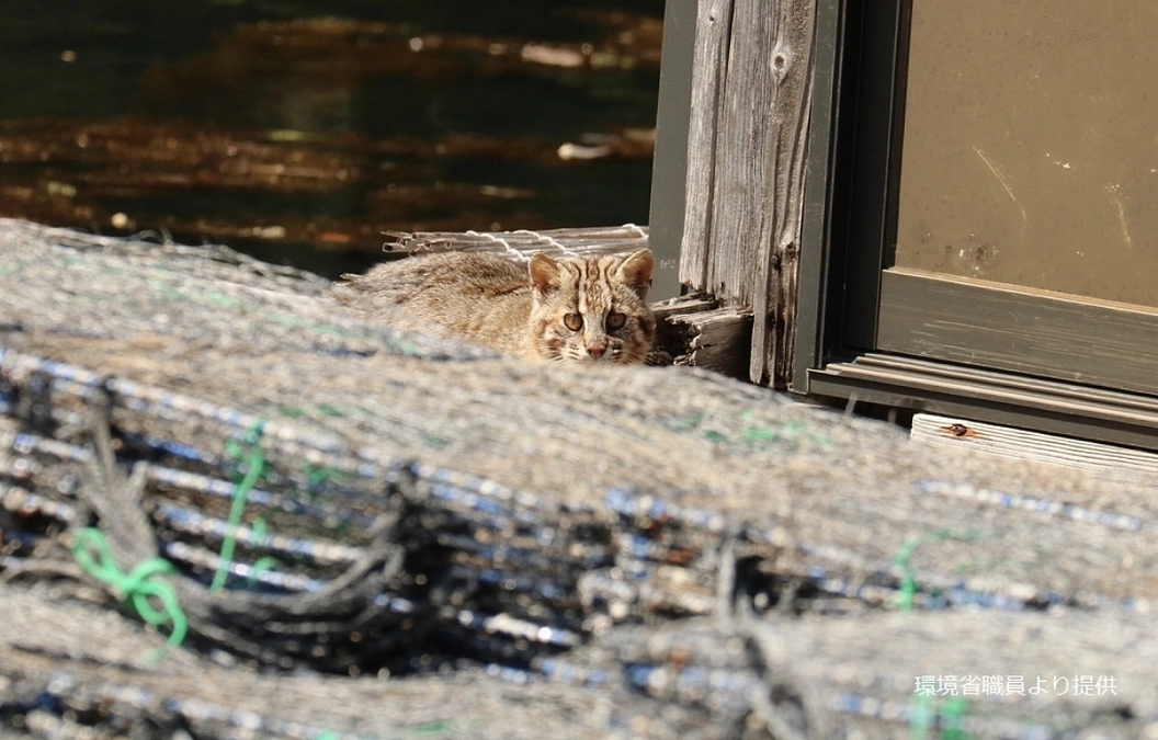交通事故より深刻な「くくり罠」による錯誤捕獲