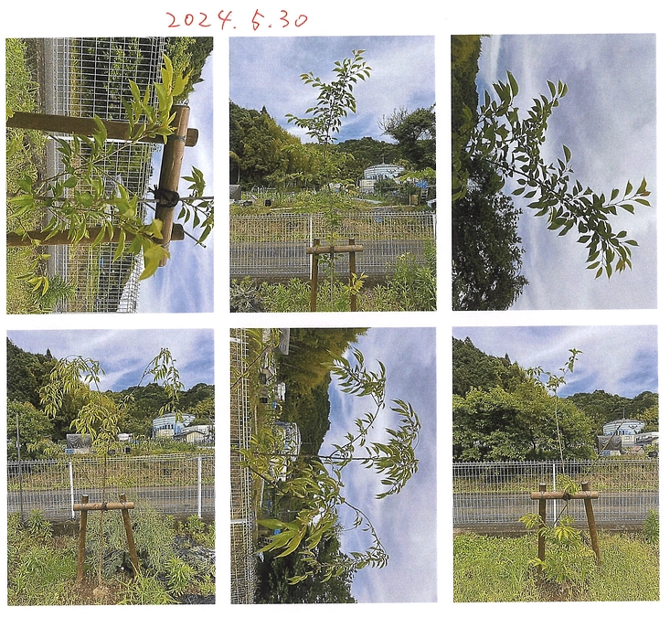 6月に入ったら、タイミングを見て消毒作業を行う予定です。