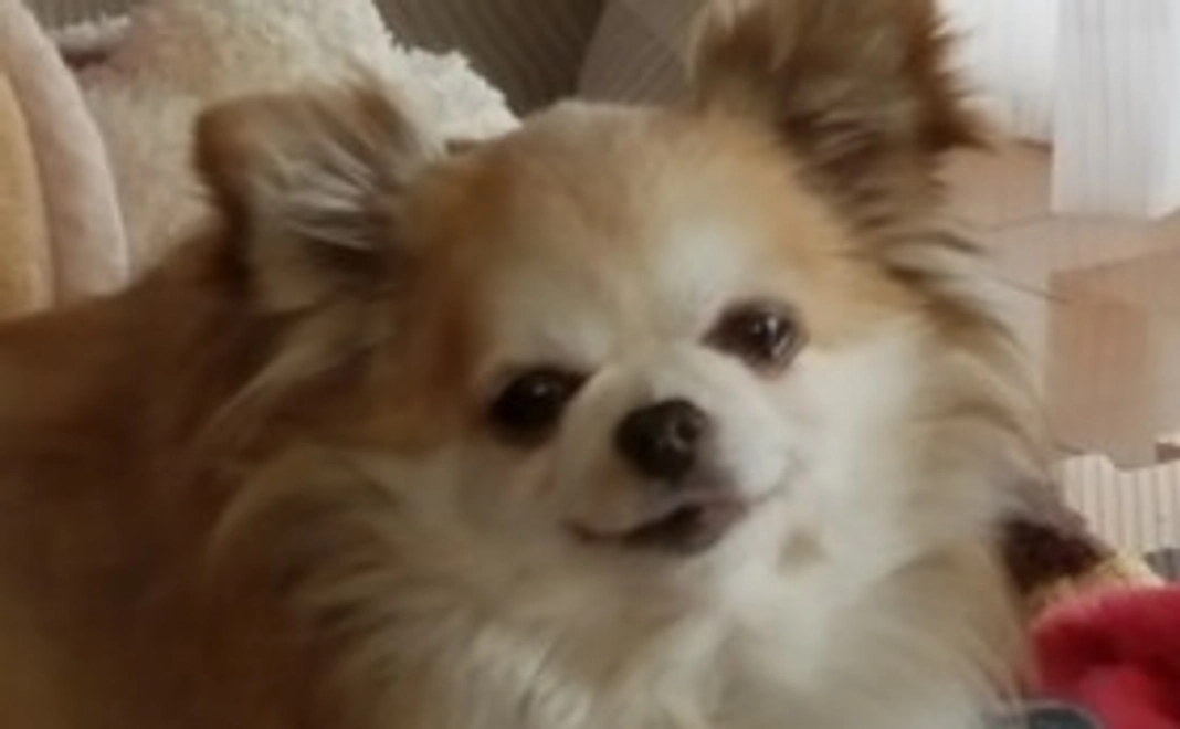 保護犬 ララ コース