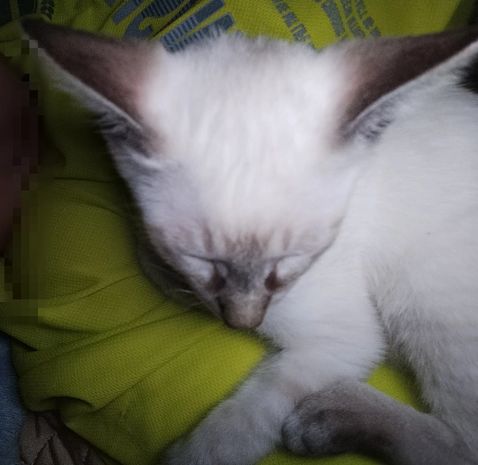 また保護してしまいました