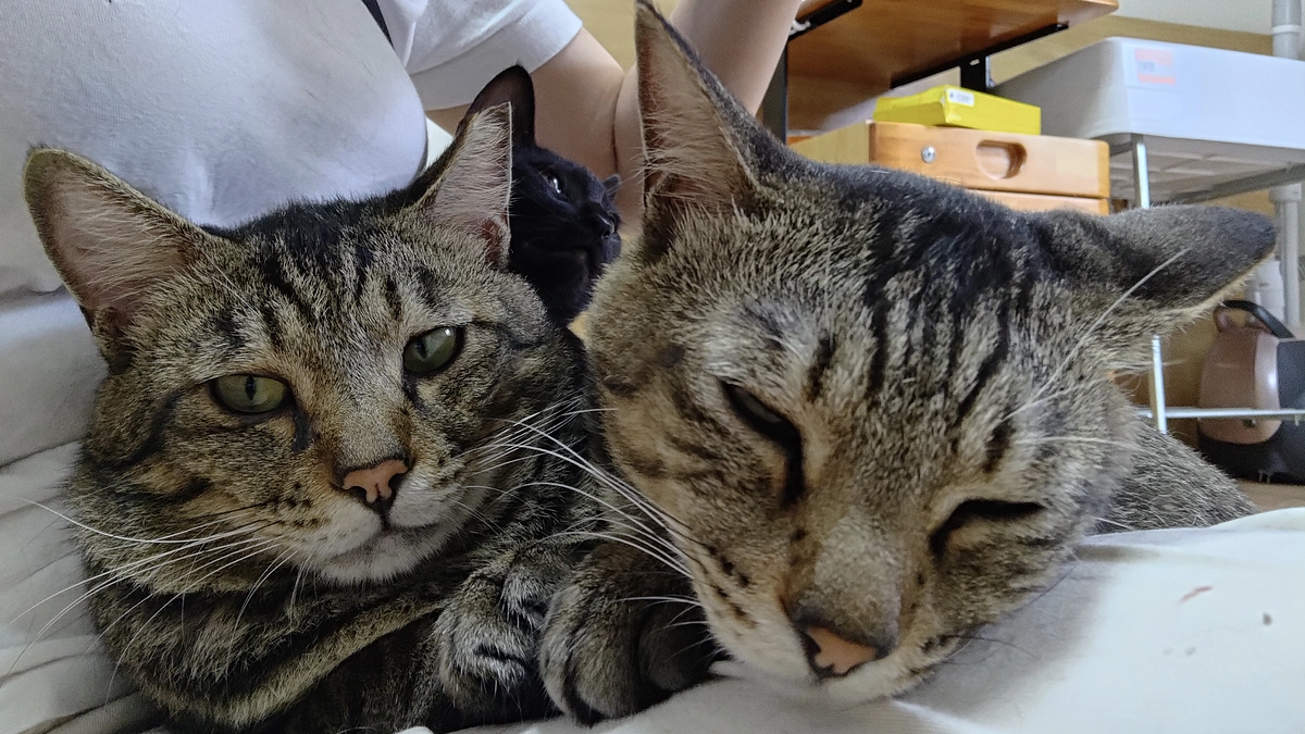  おきゅうQ様　活動報告その1 