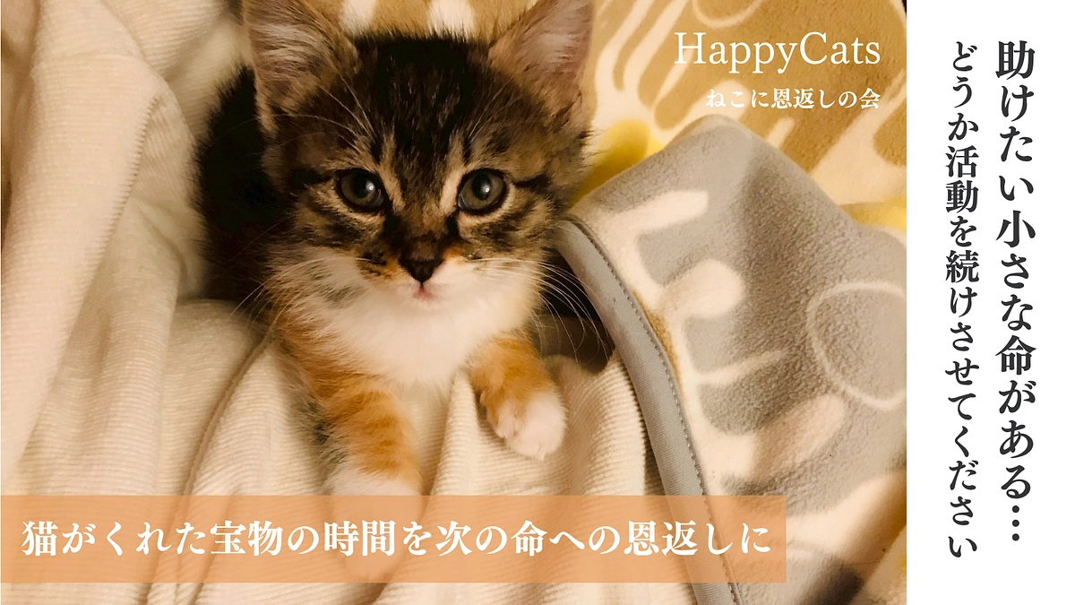 クッキーちゃんの感謝と未来への挑戦！新クラウドファンディング始動します！