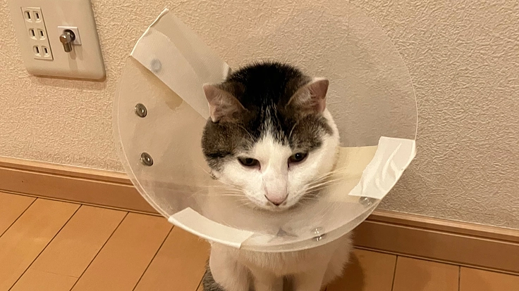 【ネクストゴール挑戦中】保護猫の愛猫の骨折を完治させてあげたいです