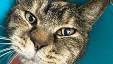 交通事故による左後脚を骨折した猫ちゃんの医療費ご支援のお願いです！ のトップ画像